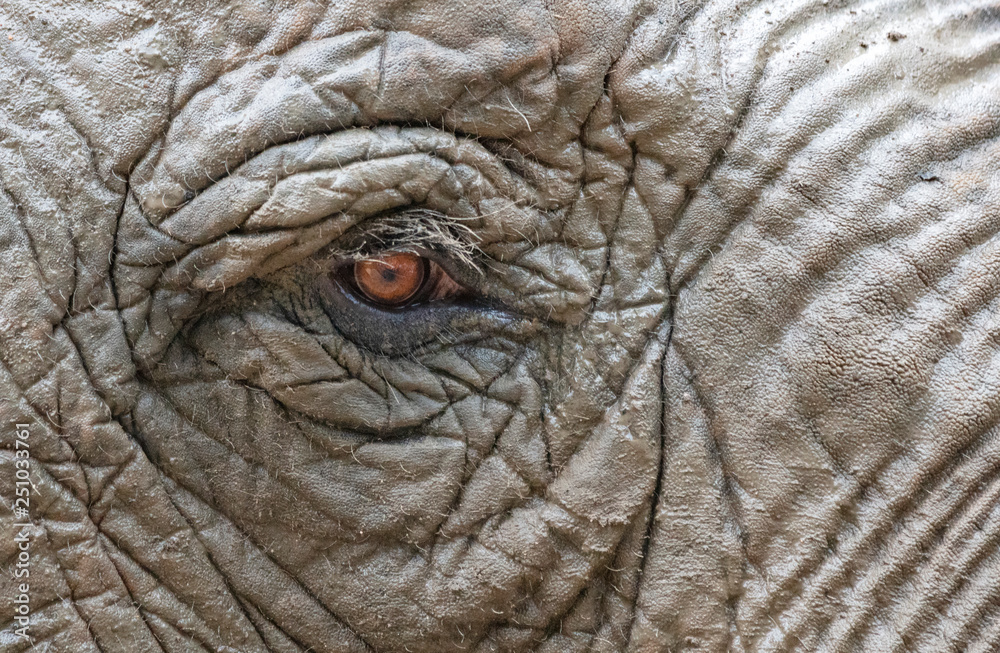 Elefant Auge Elefant Auge