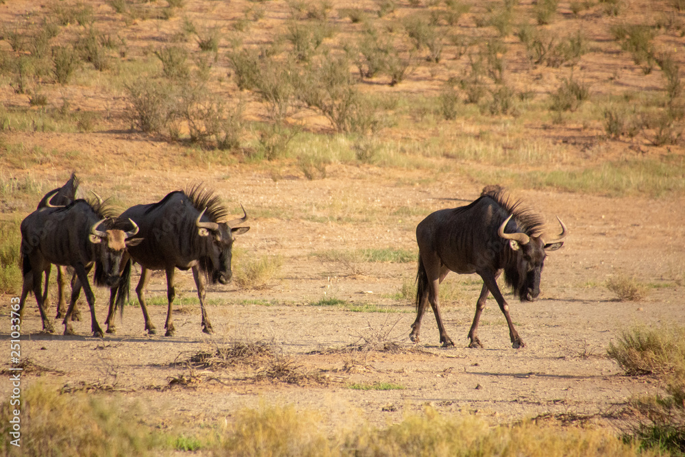 Wildebeest of the Kalahari