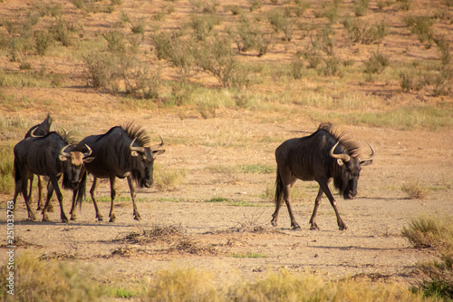 Fototapeta Naklejka Na Ścianę i Meble -  Wildebeest of the Kalahari