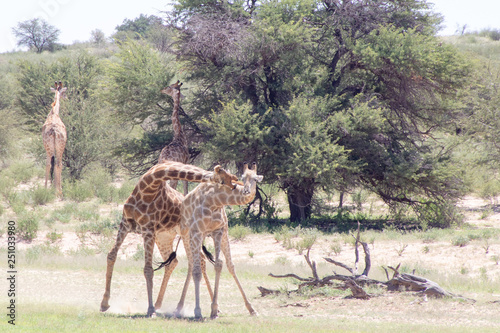 Canvas Print Giraffe of the Kalahari