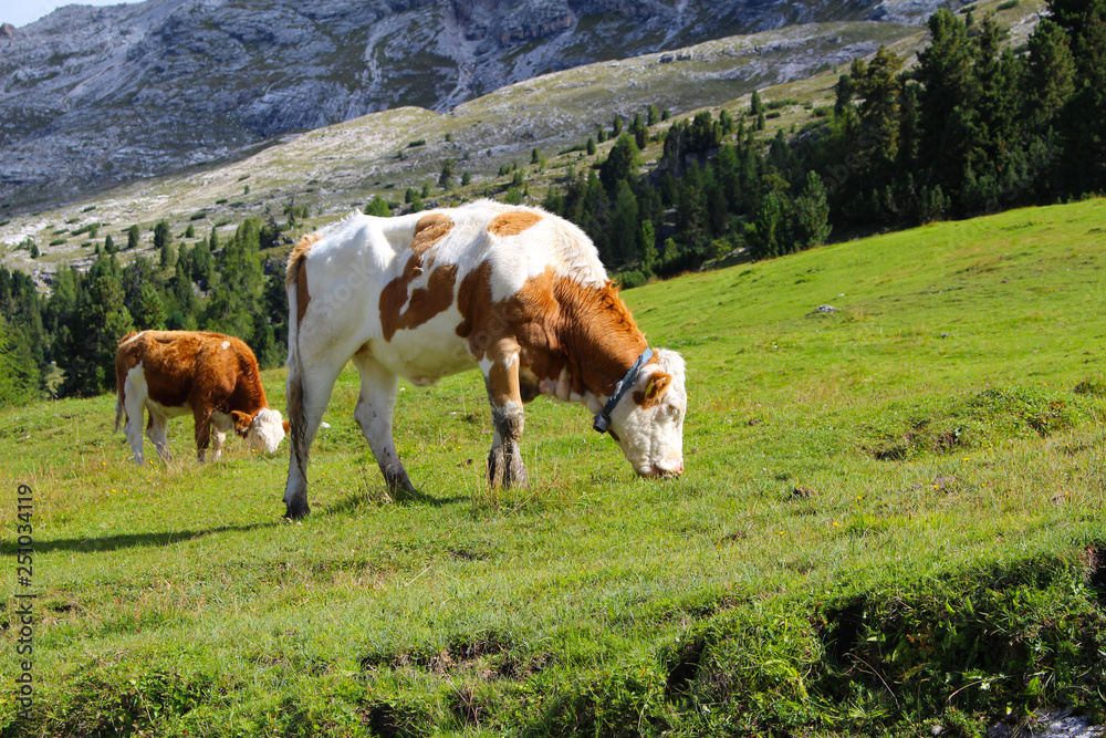 Cows grazing in the green meadows of the Dolomites, Italy