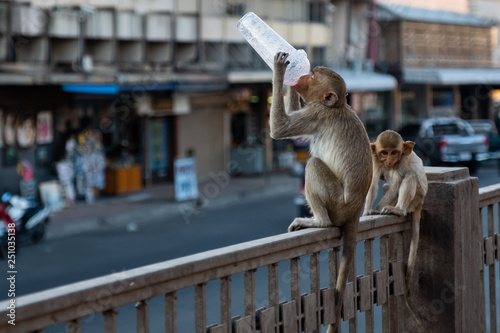 Small monkey is eating something (Group of monkey in town Thailand Lopburi)