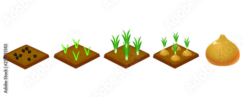 Garden vegetables_onion