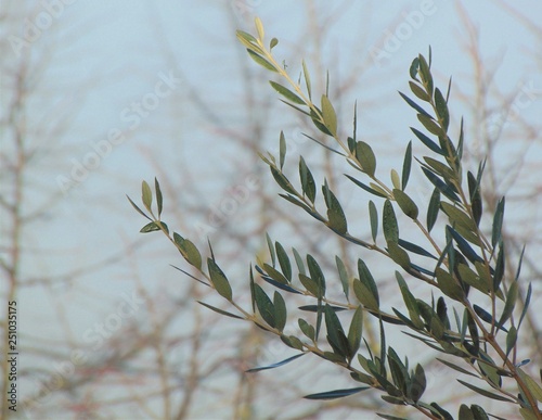 Fototapeta Naklejka Na Ścianę i Meble -  Olive tree branch with leaves without fruits,in the soft light of the morning sun, with drops from the rain. Early spring. Natural background	