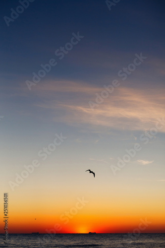 Beautiful view of seagulls flying in sky at sunrise in sea. Birds in colorful sky during sun rise, atmospheric moment. Sunset, dusk or dawn horizon in ocean. Summer vacation on tropical island