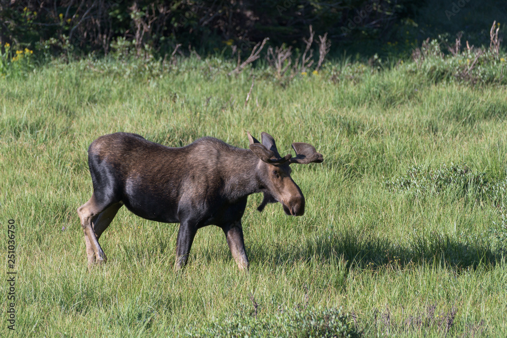 Shiras Moose in Colorado. Shiras are the smallest species of Moose in North America Shiras Moose in Colorado. Shiras are the smallest species of Moose in North America
