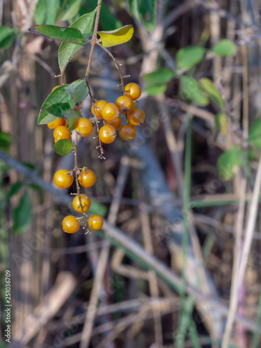 ัััyellow berries on a branch photo