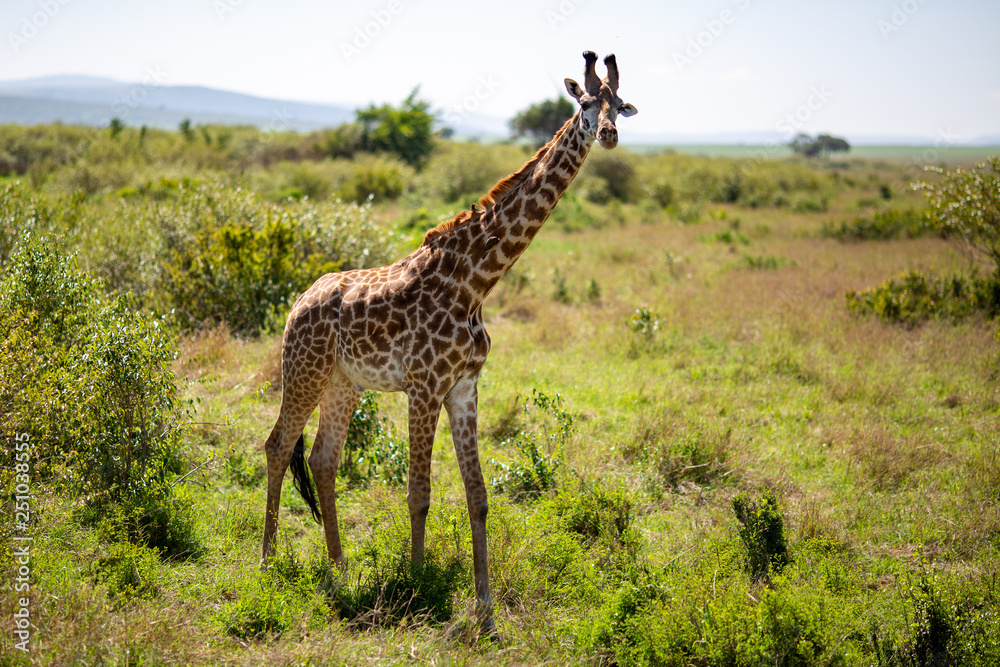 Obraz premium giraffe in africa