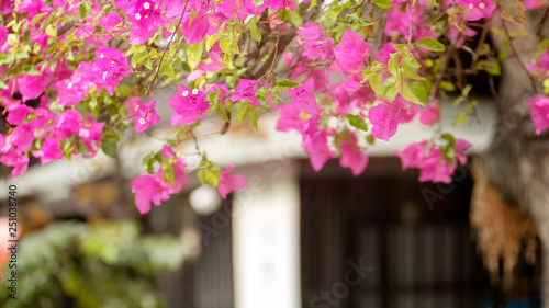 Paper flowers,pink and lime flowers in full bloom,Bougainvillea,Hairy bougainvillea
