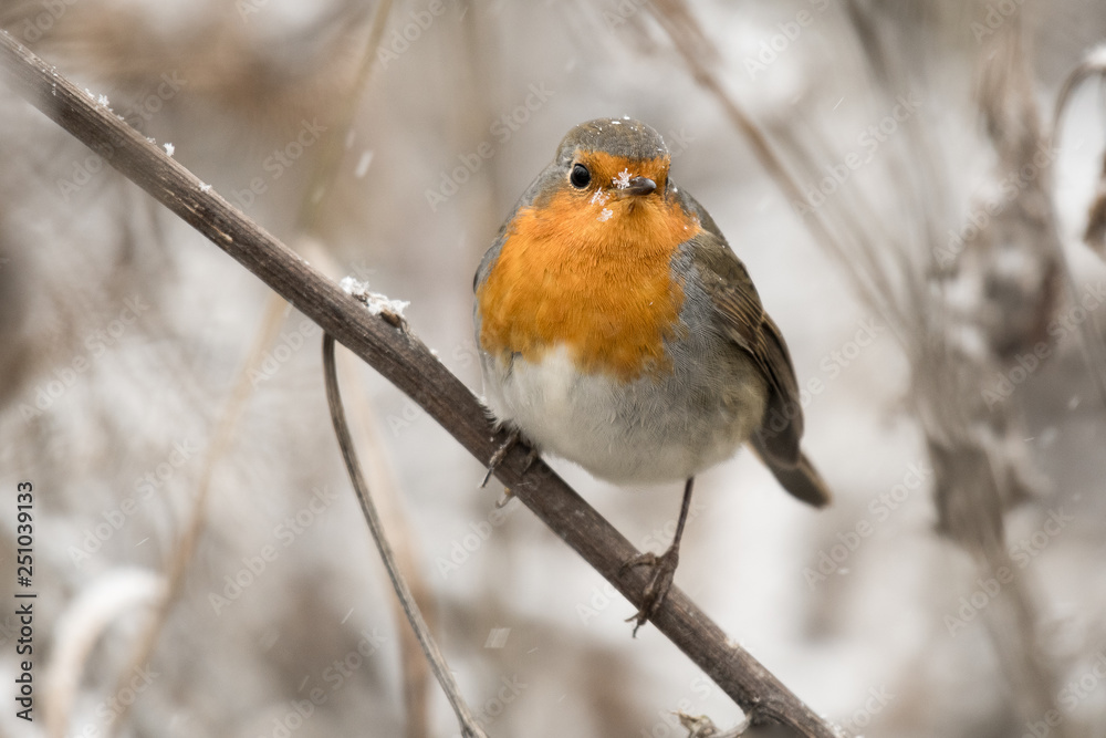 european robin on a branch in winter european robin on a branch in winter