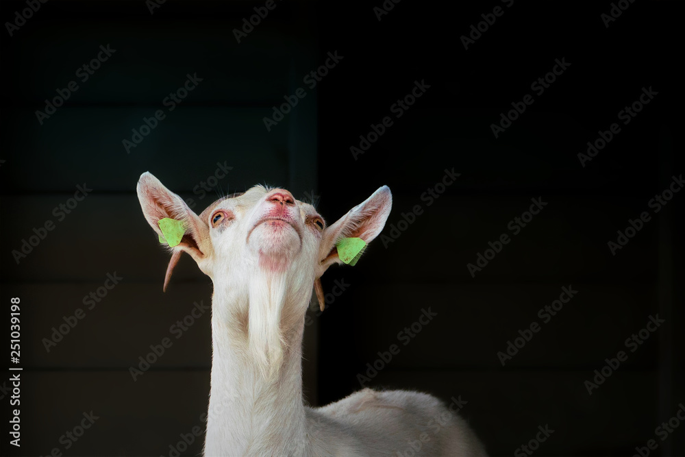 Goat Looking Skywards