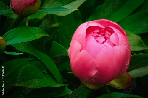 Pink peony flower head on green natural background with lots of copy space on the left side. photo