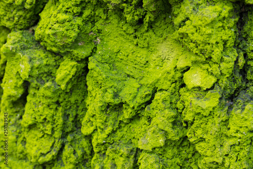 birch bark covered with lichen selective focus © aga7ta