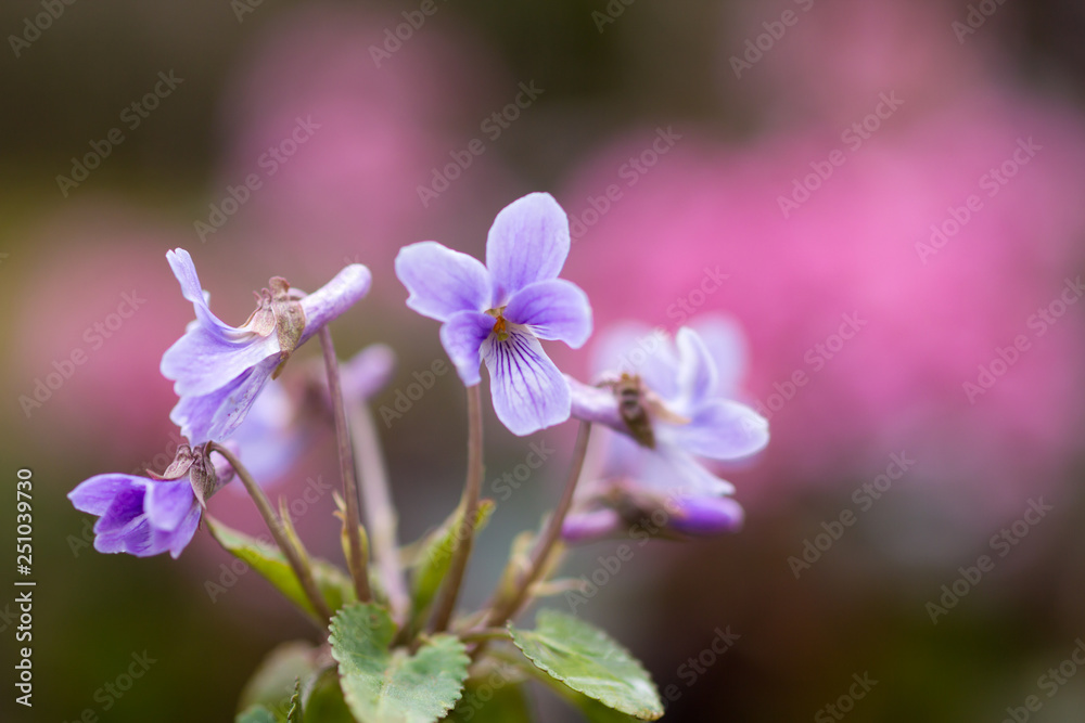 Japanese violet (Viola japonica) 'kosumire' Japanese violet (Viola japonica) 'kosumire'