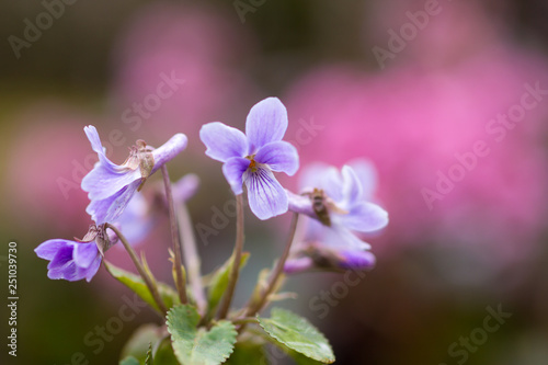 Japanese violet  Viola japonica   kosumire 