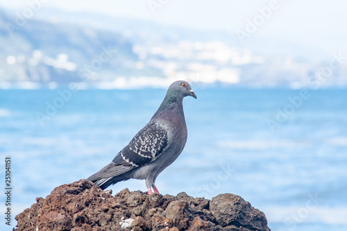 Pigeon on the rock by the sea