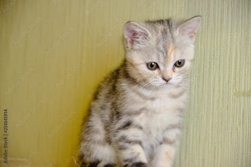 Scottish  straight kitten looks forward at home. Striped kitten