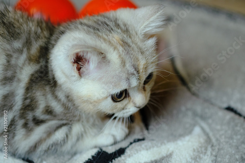 Scottish straight kitten looks away at home. Striped kitten with green eyes.