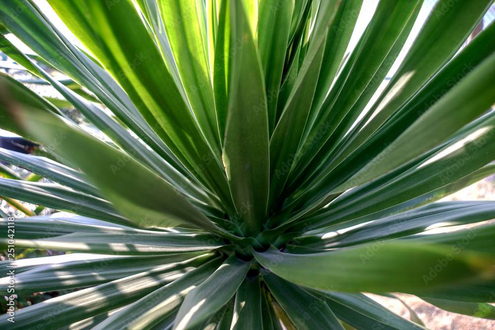 Green leaf texture. Leaf texture background Green leaf texture. Leaf texture background