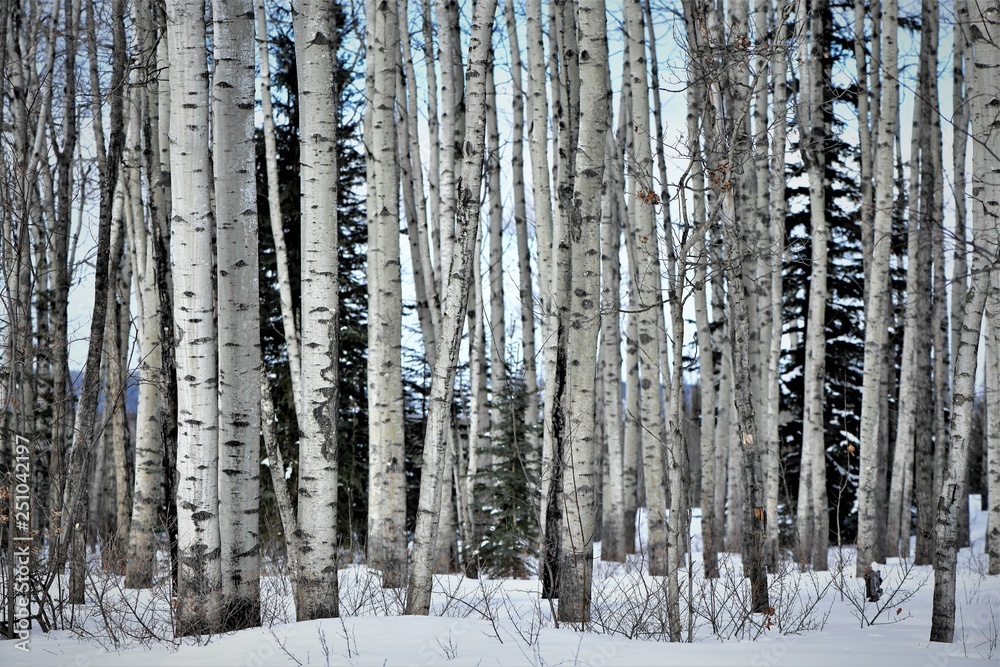 Fototapeta premium Poplar Forest