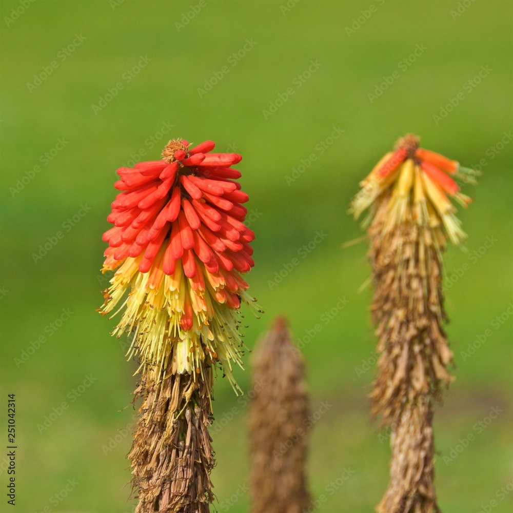 Red hot poker flowers blooming in Argentina Red hot poker flowers blooming in Argentina