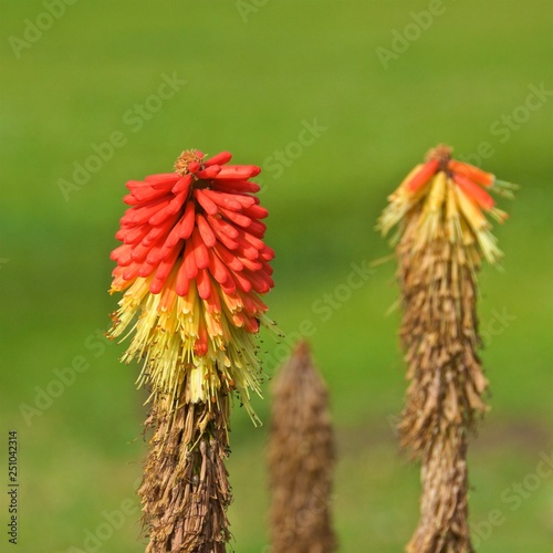 Red hot poker flowers blooming in Argentina