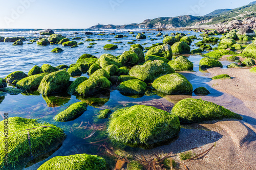 Colorful stones covered with algea at the coast of Sardinia island in  Italy photo