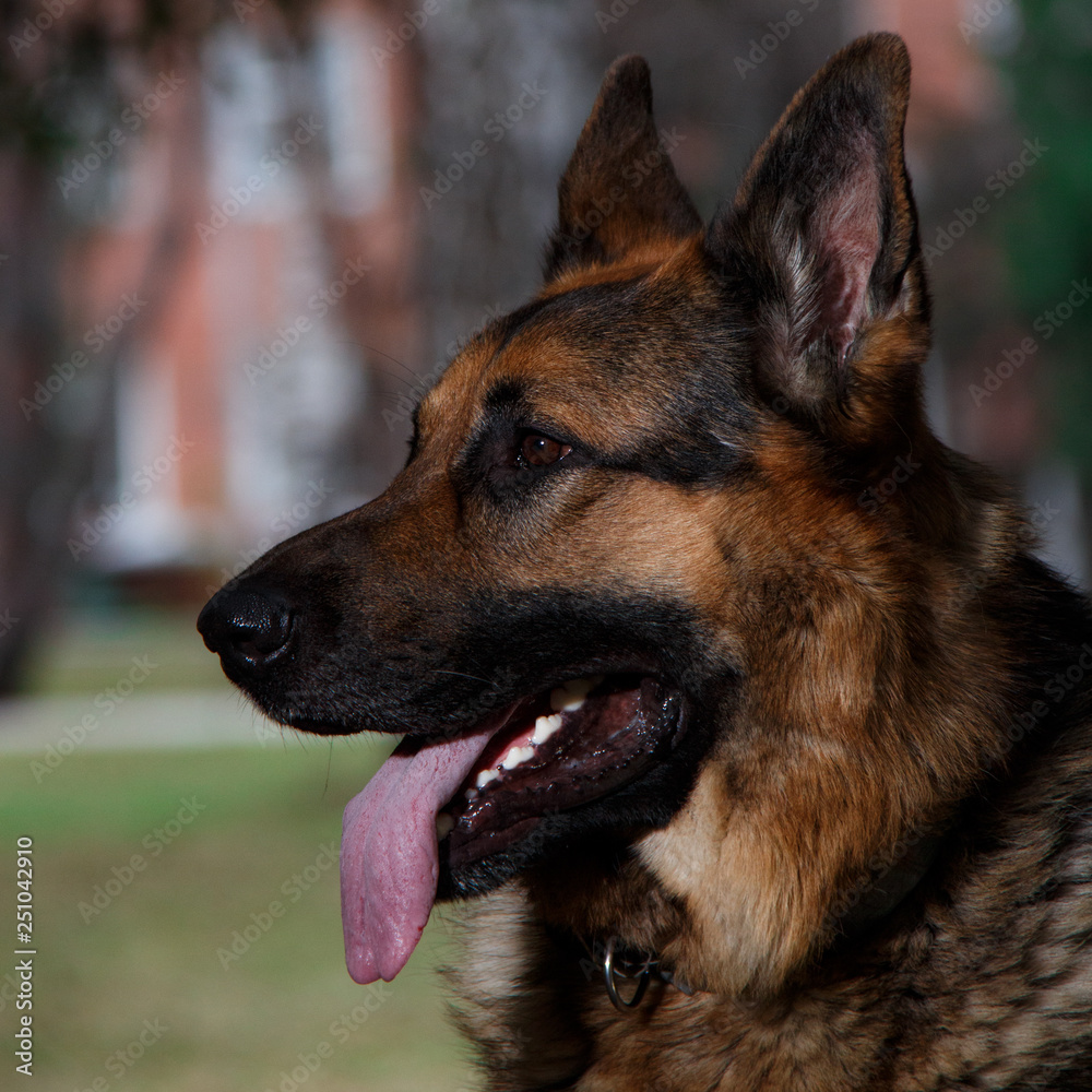 german shepherd dog