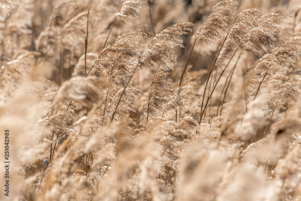 Fototapeta premium Dried reed with selective focus and blurred areas