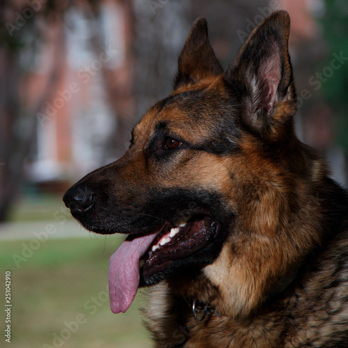 german shepherd dog © Максим Спиридонов