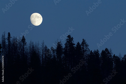 Moon rises over the treetops in the Pacific Northwest forest near the U.S. / Canada border photo