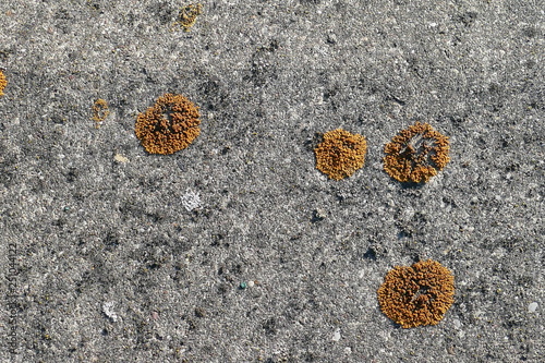 Gewöhnliche Gelbflechte, Xanthoria parietina photo