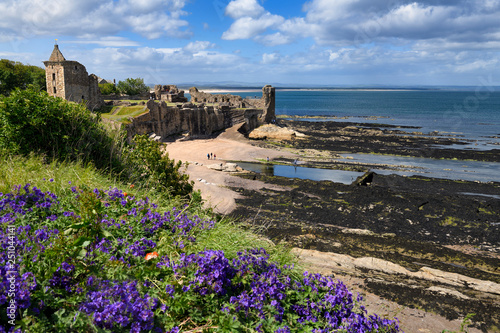 St Andrews Castle ruins on rocky North Sea coast overlooking Castle Sands beach in St Andrews Fife Scotland UK with purple geraniums photo