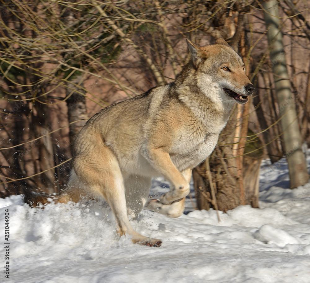 Portrait of Eurasian wolf (Canis lupus lupus) on snow in winter. Fun game
