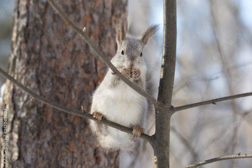 Beautiful squirrel on a tree in the forest. The animal eats nuts. Fluffy cute animal. Beautiful squirrel on a tree in the forest. The animal eats nuts. Fluffy cute animal.