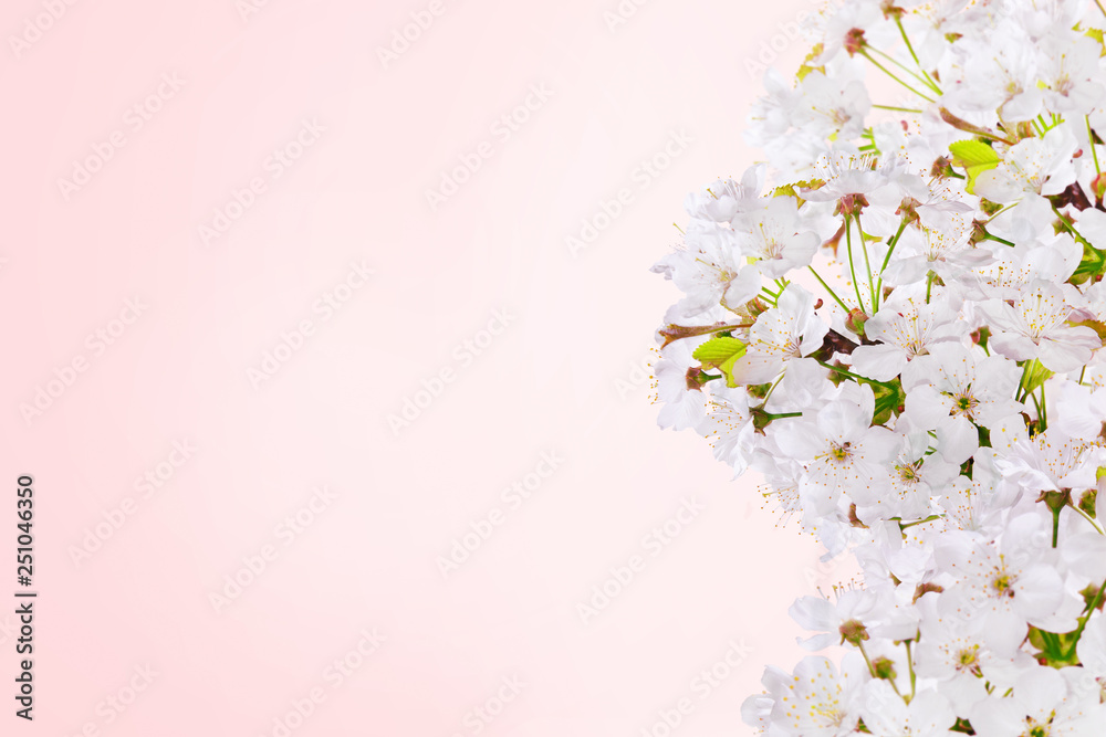 Spring pink background art with cherry blooming. Beautiful nature dreamy scene with blooming tree. Springtime and spring flowers.