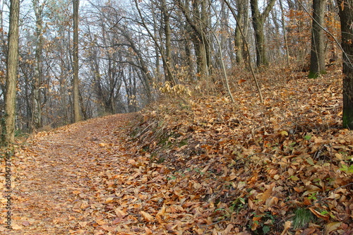 Road in the forest covered with leaves