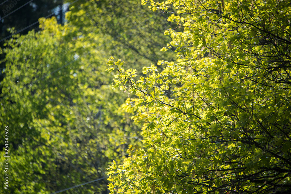 Obraz premium Backyard tree blanches in sunlight