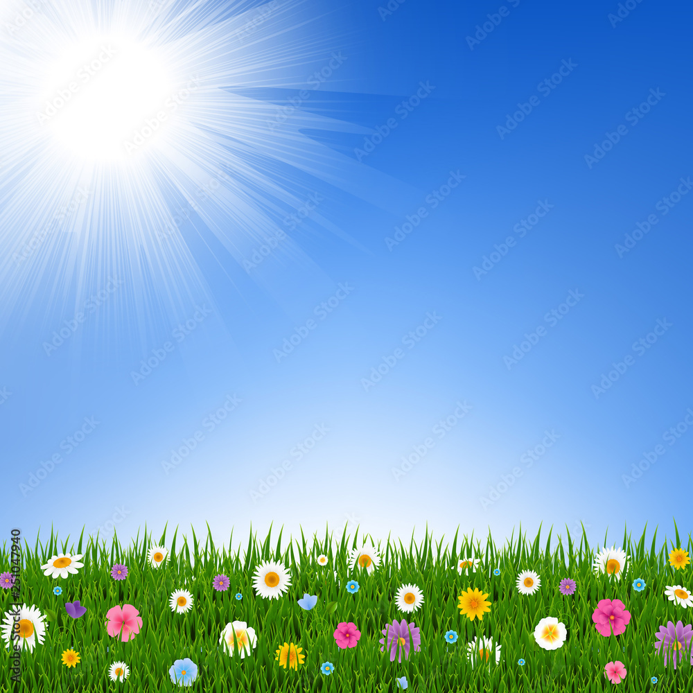 Fototapeta premium Grass And Flowers Border And Sky