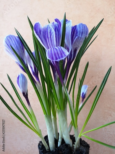 Close-up  purple and white crocus flowers and buds  green leaves covered with water drops. Dew runs down the petals.