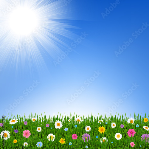 Grass And Flowers Border And Sky