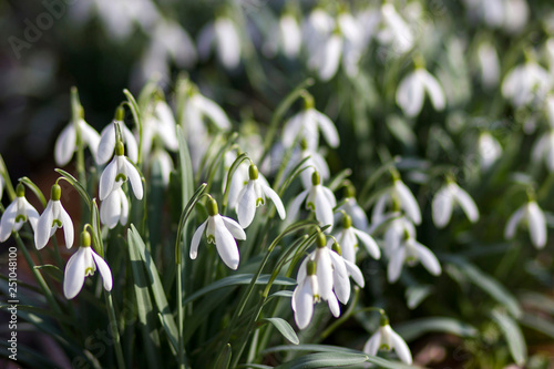 snowdrop - one of the first spring flowers