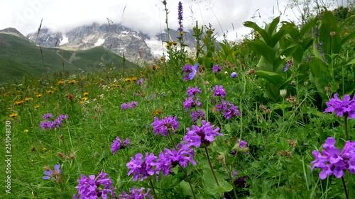 Purple flowers on a summer Alpen meadow against snowy mountains covered with clouds. 4K