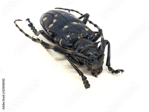 Citrus long-horned beetle photo