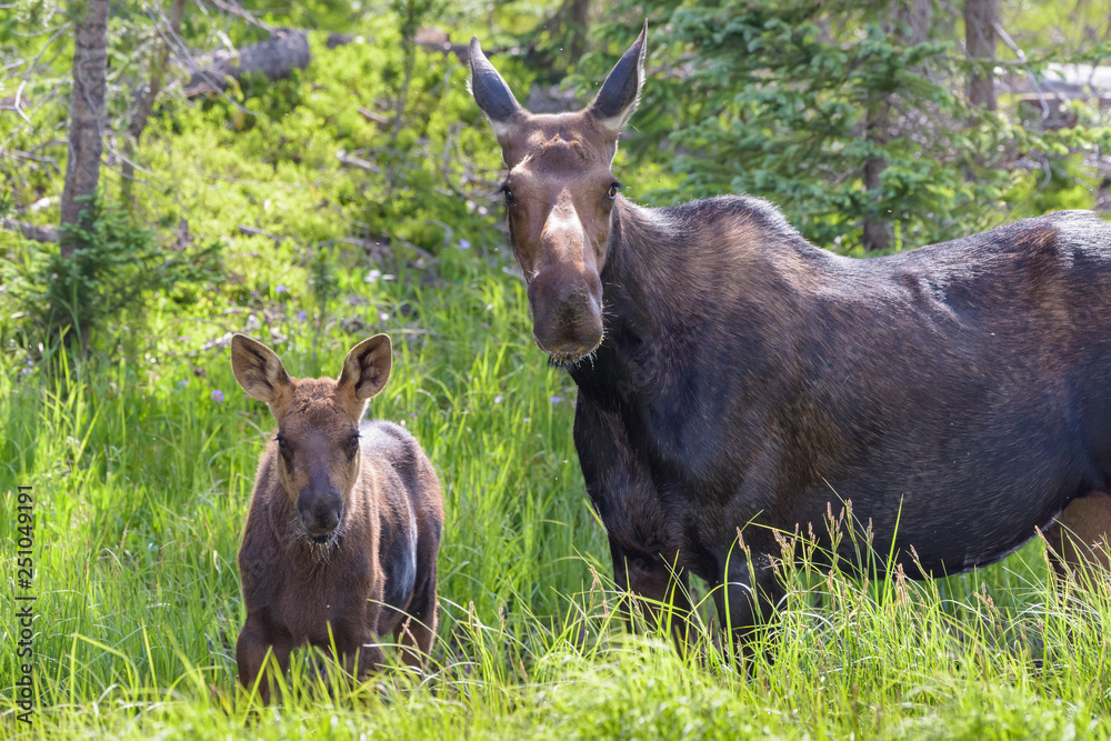 Shiras Moose in Colorado. Shiras are the smallest species of Moose in North America Shiras Moose in Colorado. Shiras are the smallest species of Moose in North America