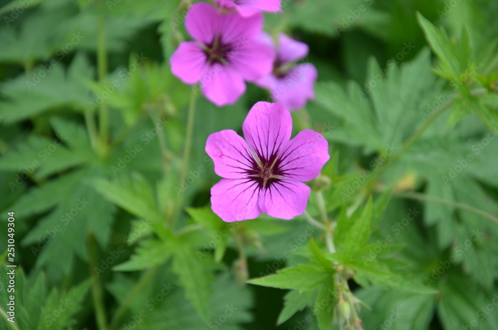 Blume lila Blume lila