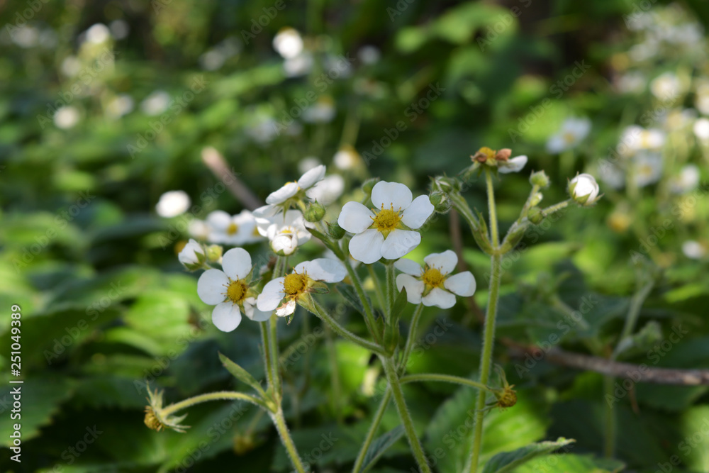 Strawberry flowers in summer garden. Fragaria viridis. Strawberry flowers in summer garden. Fragaria viridis.