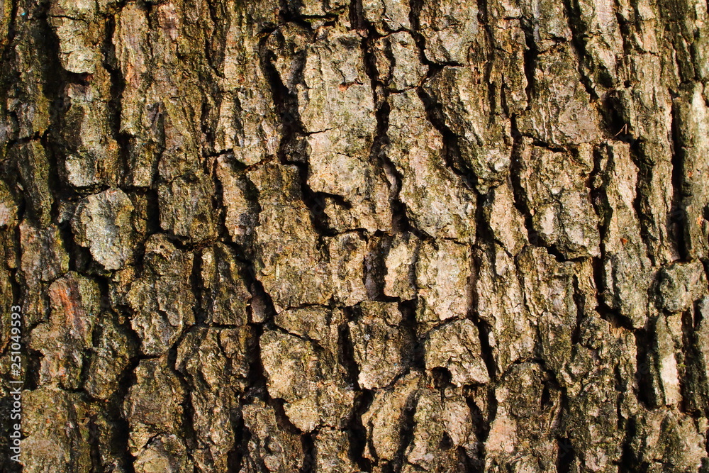 Typical South European oak bark Typical South European oak bark