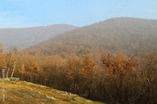 Plants bare in winter