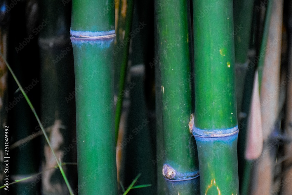 Obraz premium Bamboo in the garden.
